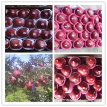 Red Delicious Apple / Frische Huaniu Apfel